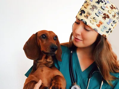Funny cap - Pet - M