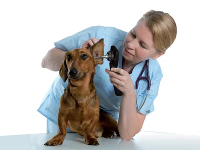 Otoscop video veterinar MD SCOPE - 3 sonde