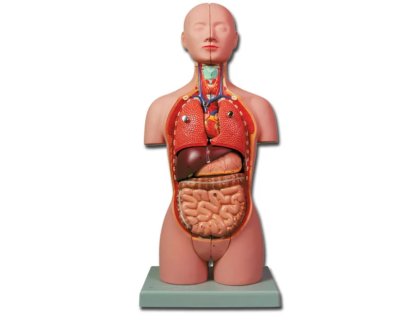Mini torso - 16 piese