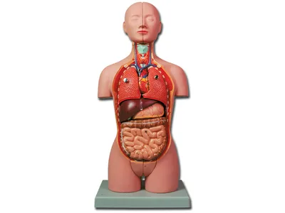 Macheta anatomia corpului uman organe interne, 16 piese