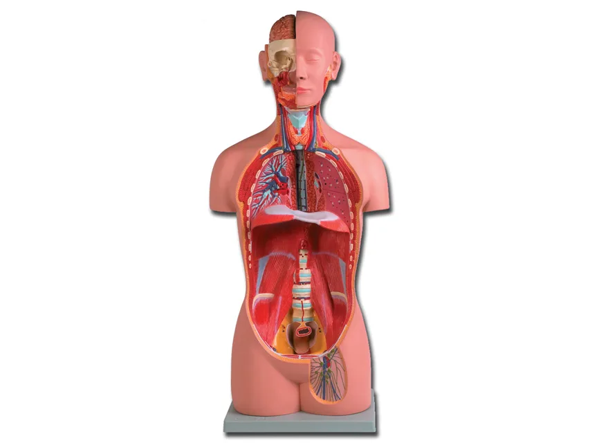 Torso unisex - 16 piese