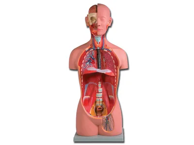 Macheta/manechin didactic trunchi unisex - 16 piese
