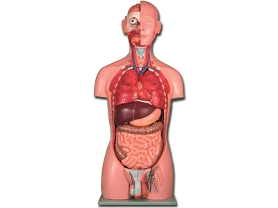 Torso dual sex - 25 piese
