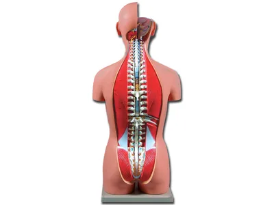 Trunchi dual sex cu spate deschis - 27 piese