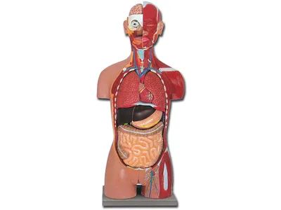 Trunchi muscular dual sex cu spate deschis - 28 piese