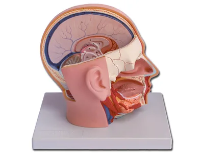 HEAD - 4 parts