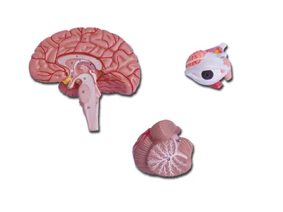 HEAD - 4 parts