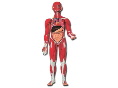 Macheta didactica corp uman muscular - 30 parti - 0.5x