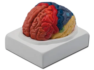 Model anatomic creier uman