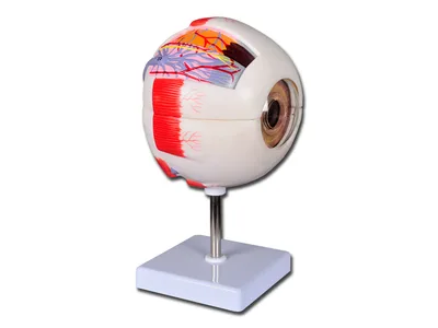 Value eye - 6 piese - 6X