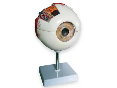 Value eye - 6 piese - 6X