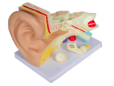 Value ear - 3 parts - 3X