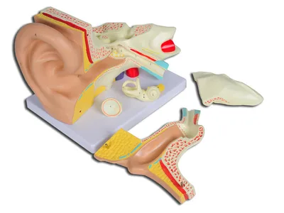 VALUE EAR - 5 parts - 3X