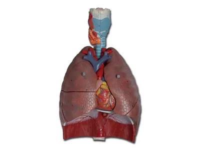 Macheta didactica sistem respirator - 7 piese