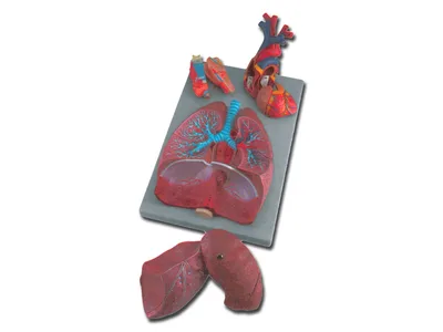 Sistem respirator - 7 piese