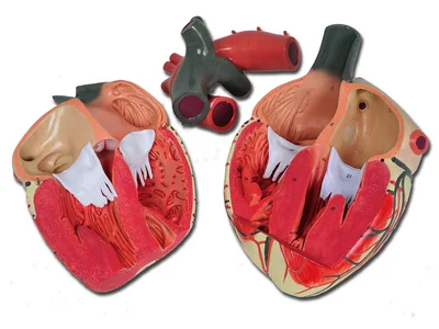 VALUE HEART - 3 parts - 3X