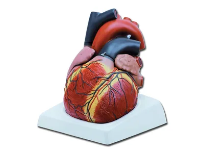Model anatomic inima umana, 4 parti detasabile
