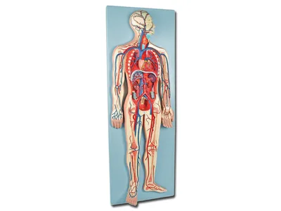 Macheta didactica sistemul vascular - 2 parti - 0. 5x