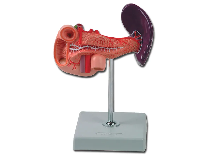 Pancreas, duoden și spleen