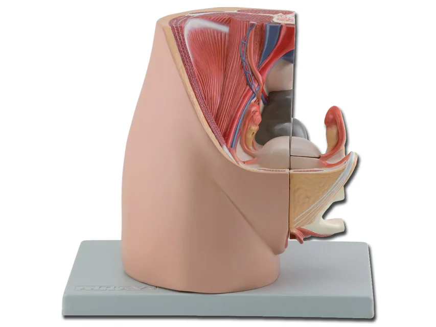 Pelvis - feminin - 3 piese