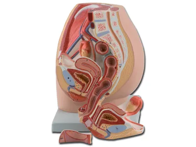 Pelvis - feminin - 3 piese