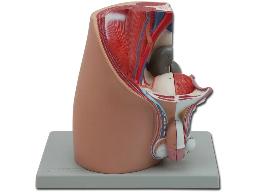 Pelvis - masculin - 4 piese
