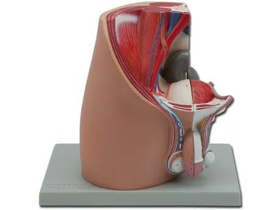 Macheta didactica pelvis - masculin - 4 parti