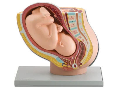 Model pelvis cu fetus, 40-a saptamana de sarcina