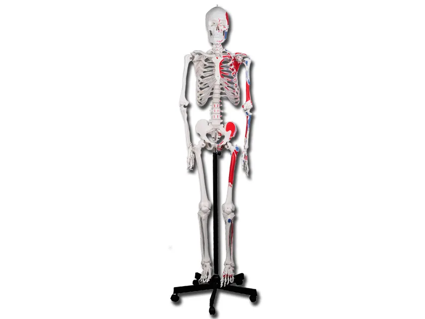 Schelet uman muscular VALUE