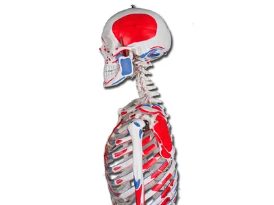 Schelet uman muscular VALUE
