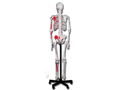 Schelet uman muscular VALUE