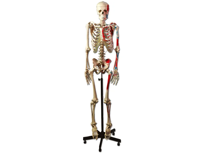 Schelet uman muscular