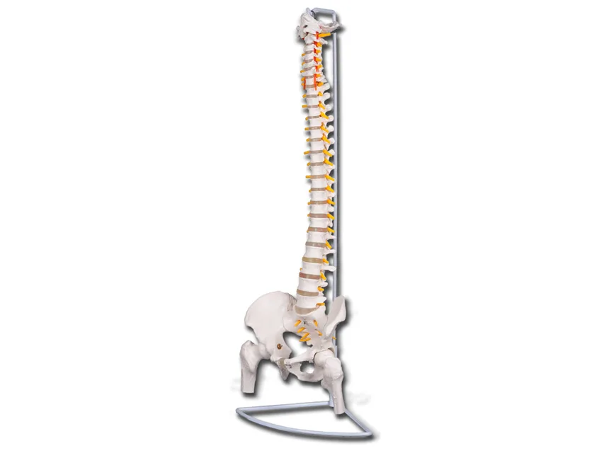 Coloană vertebrală flexibilă cu capete de femur