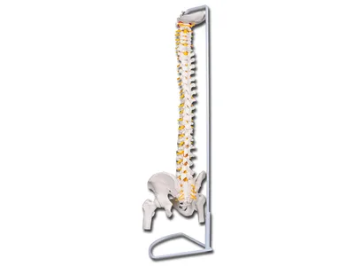 Coloană vertebrală flexibilă cu capete de femur