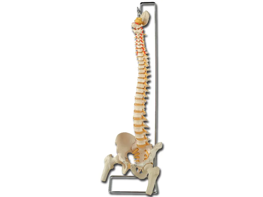 Coloană vertebrală flexibilă cu capete de femur