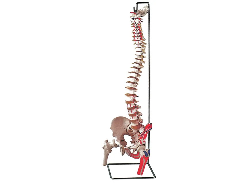 Coloană vertebrală flexibilă cu capete de femur + mușchi