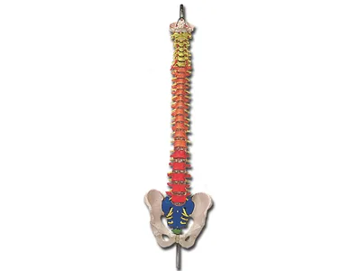 Model anatomic coloana spinala flexibila cu femur
