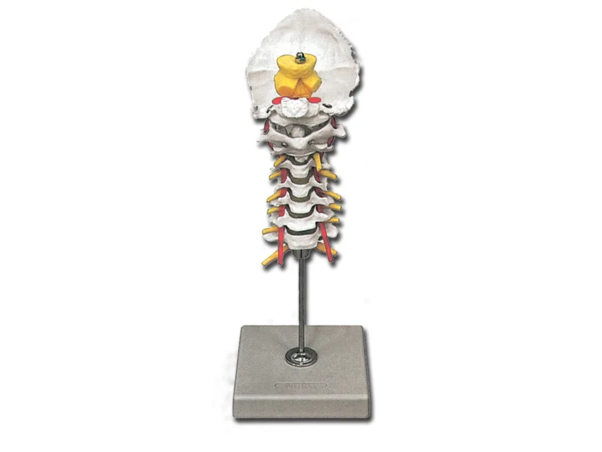 Coloana vertebrală cervicală