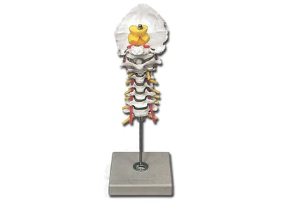 Model anatomic coloana vertebrala cervicala