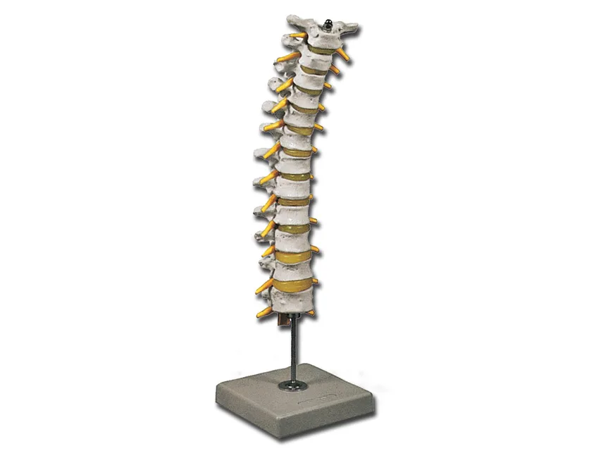Coloana vertebrală toracică