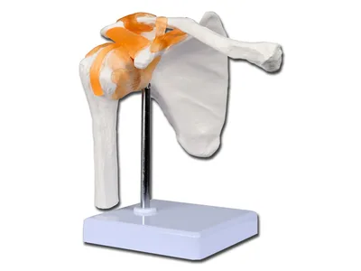 Modele anatomice articulatie umar, genunchi