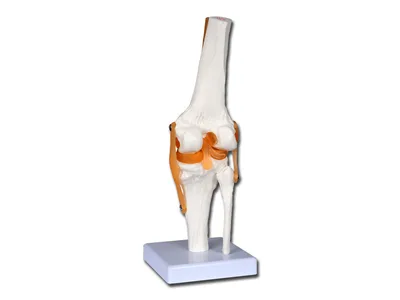 Modelul articulației genunchiului cu ligamente