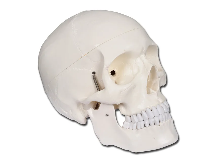 Craniu uman - 1X - 3 piese