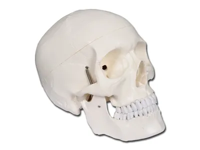 Craniu uman - 1X - 3 piese