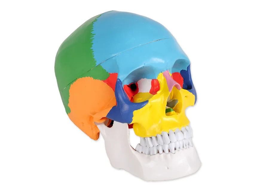 Craniu uman colorat - 1X - 3 piese