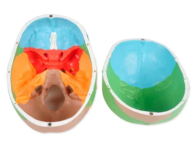 Craniu uman colorat - 1X - 3 piese