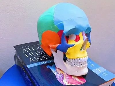 Craniu uman colorat - 1X - 3 piese