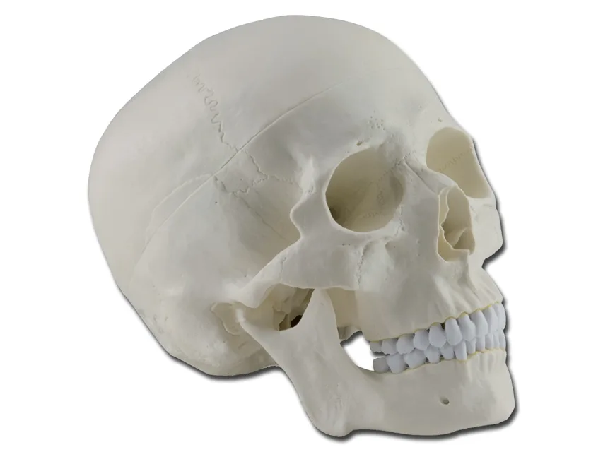 Craniu uman - 1X - 3 părți