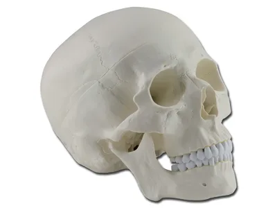 Macheta didactica craniu uman - 1x - 3 piese
