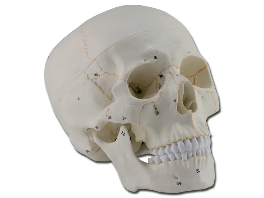 Craniu uman - 1X - 3 părți - numerotat